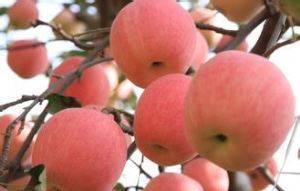 Obuolių vaisių milteliai