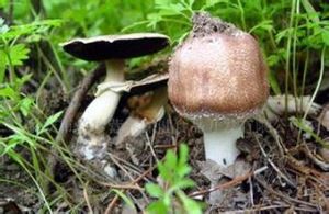 Agaricus Blazei Murill ekstraktas
