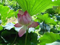 Lotus lapų ekstraktas
