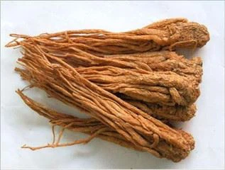 angelica herb