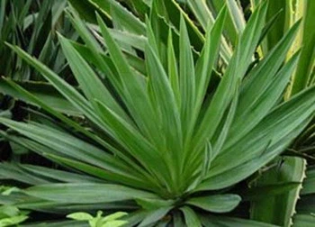 Yucca