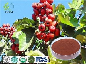 Gudobelių lapų ekstraktas